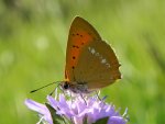 Czerwończyk dukacik (Lycaena virgaureae)