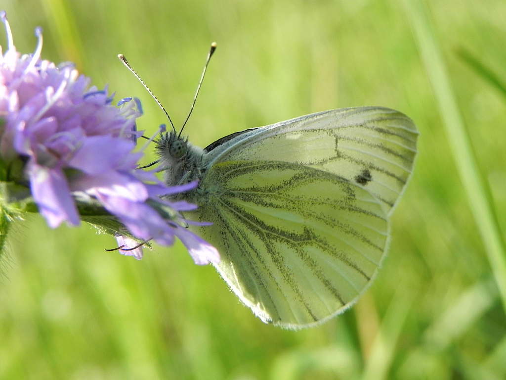 Bielinek bytomkowiec (Pieris napi)