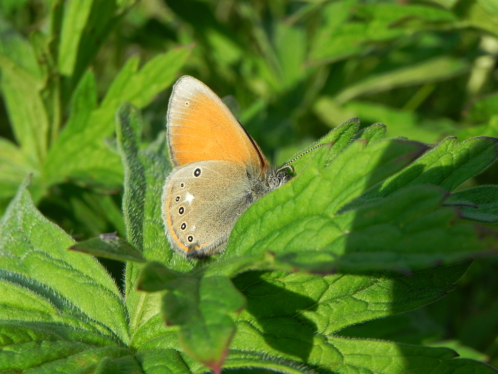 Strzępotek glicerion (Coenonympha glycerion)