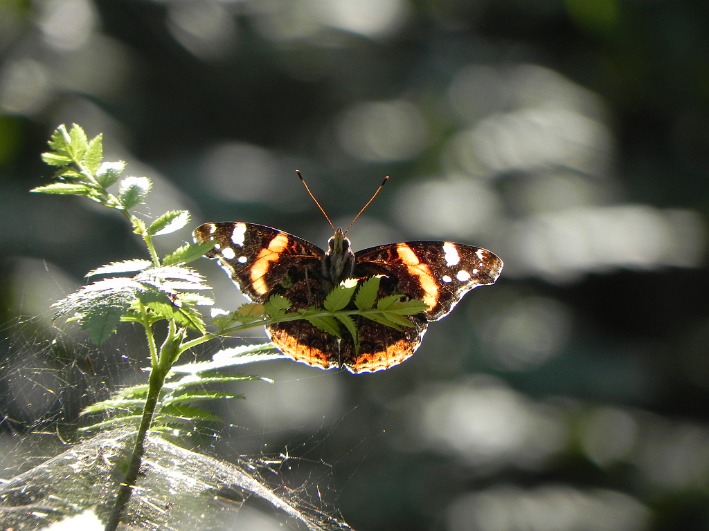 Rusałka admirał (Vanessa atalanta)