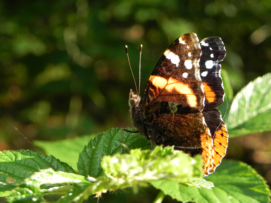 Rusałka admirał (Vanessa atalanta)