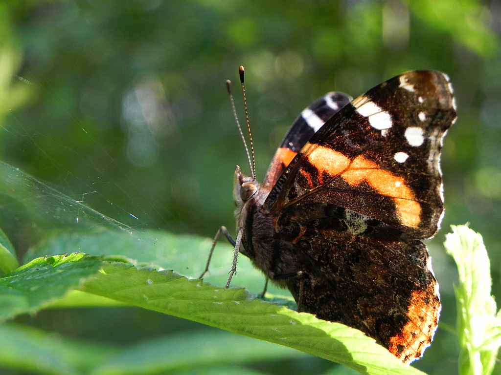 Rusałka admirał (Vanessa atalanta)