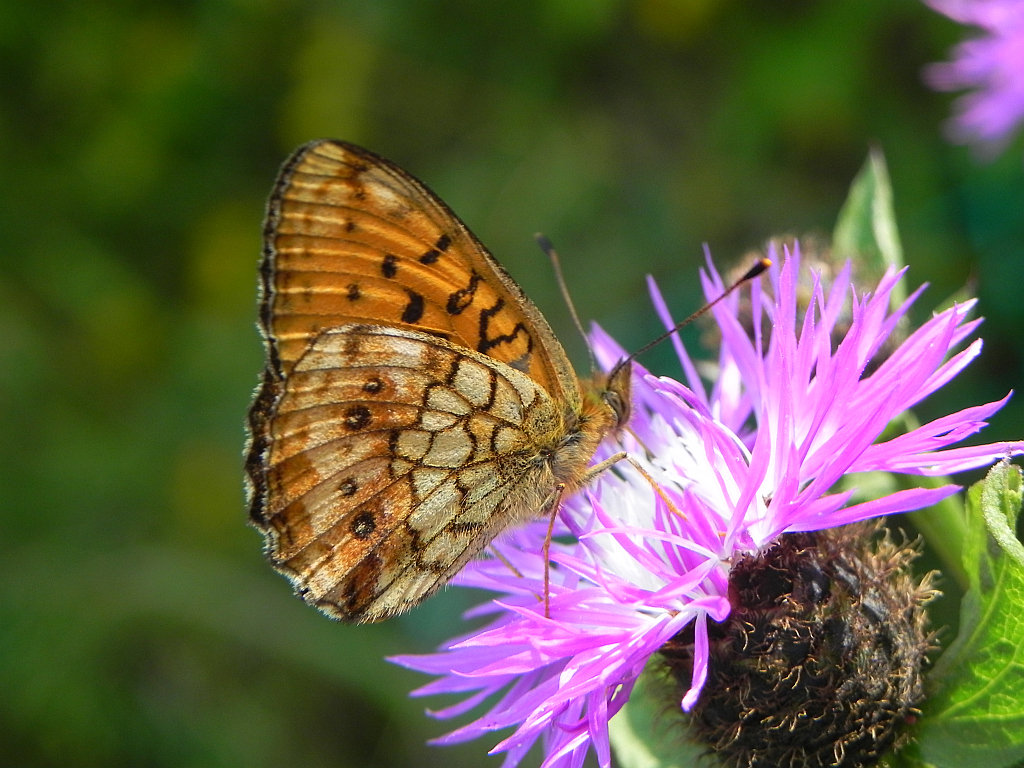 Dostojka ino (Brenthis ino)