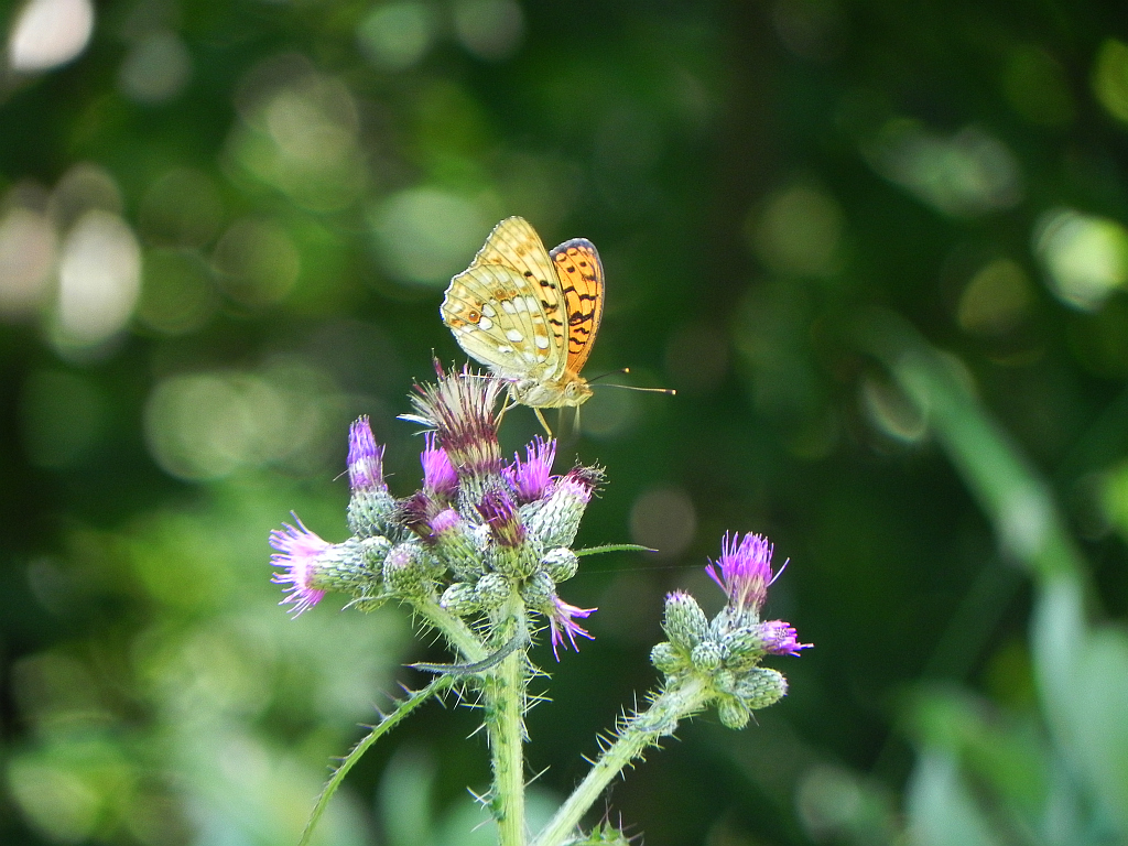 Dostojka adype (Argynnis adippe)