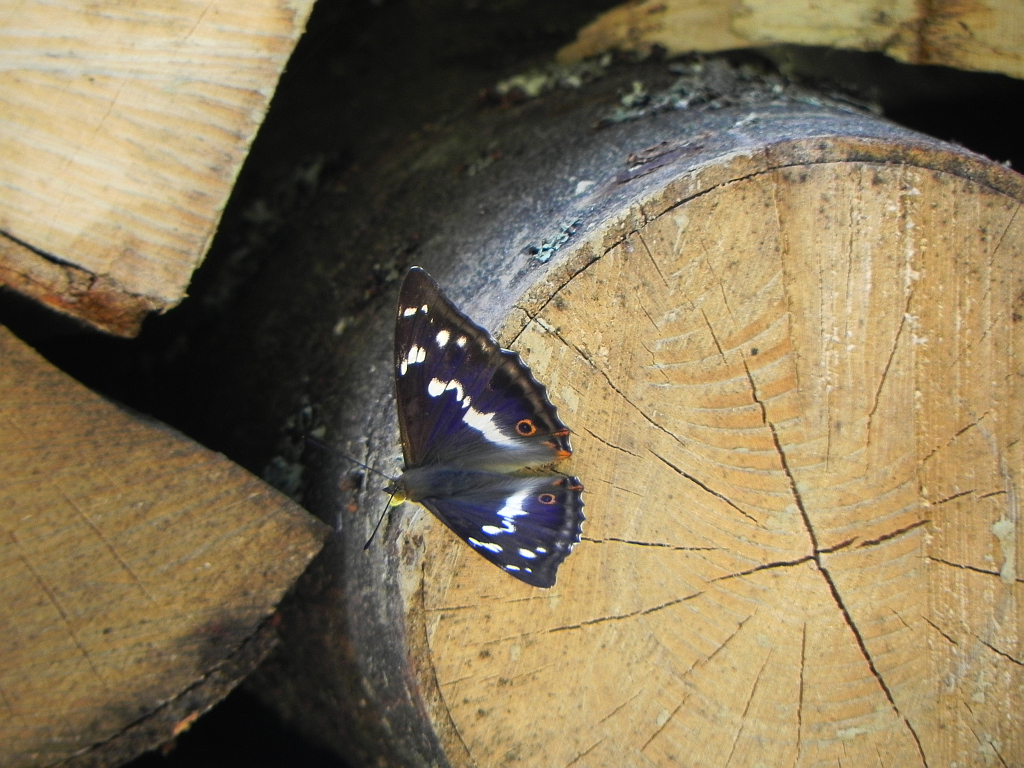 Mieniak tęczowiec (Apatura iris)