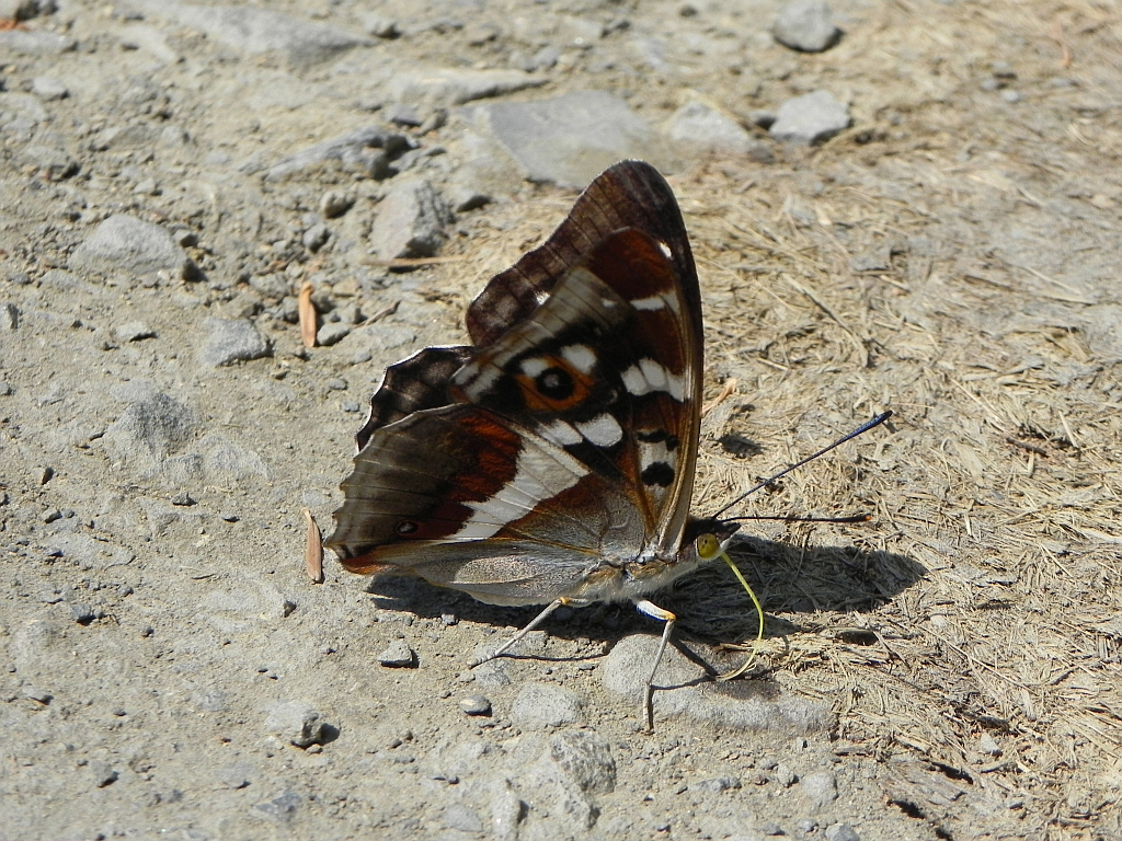 Mieniak tęczowiec (Apatura iris)