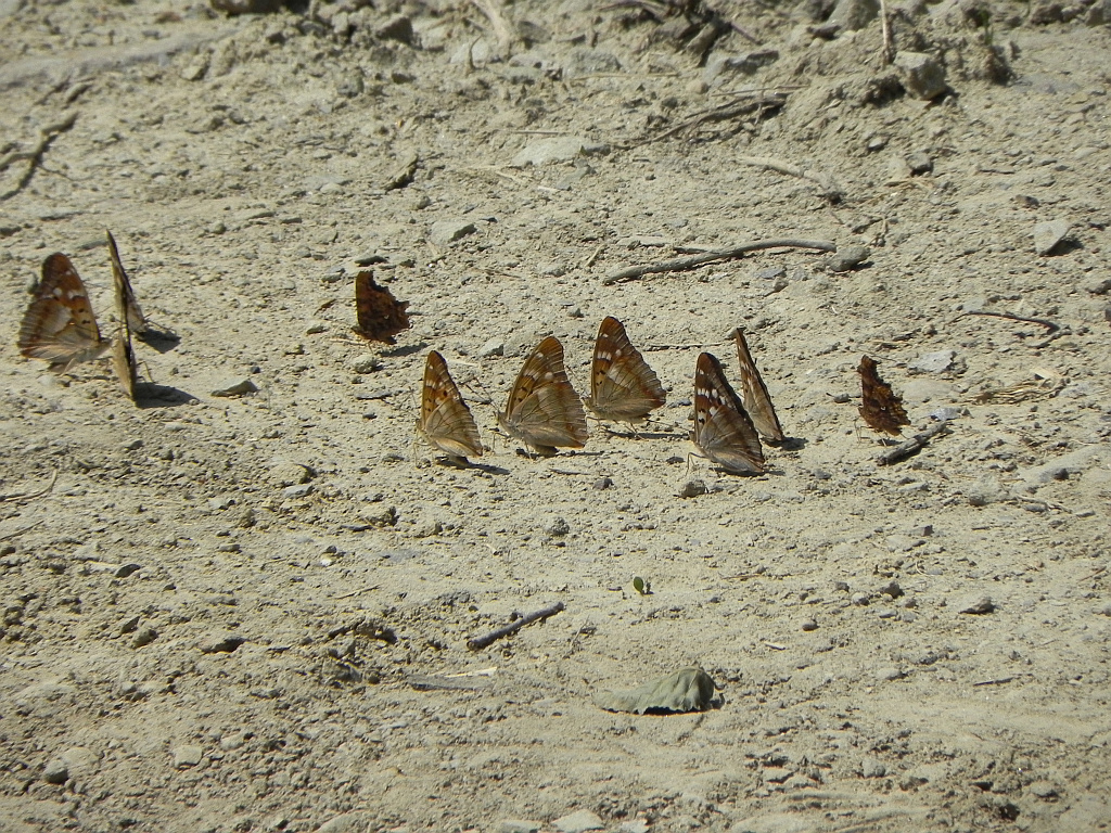 Mieniak strużnik (Apatura ilia)