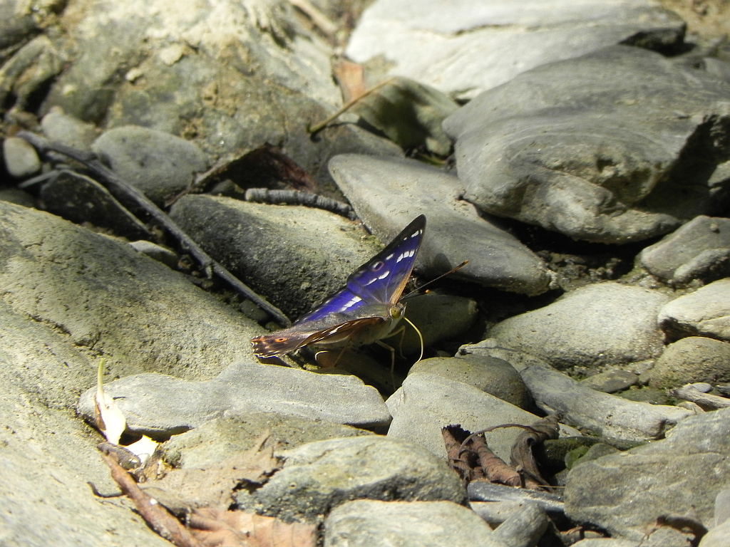 Mieniak strużnik (Apatura ilia)