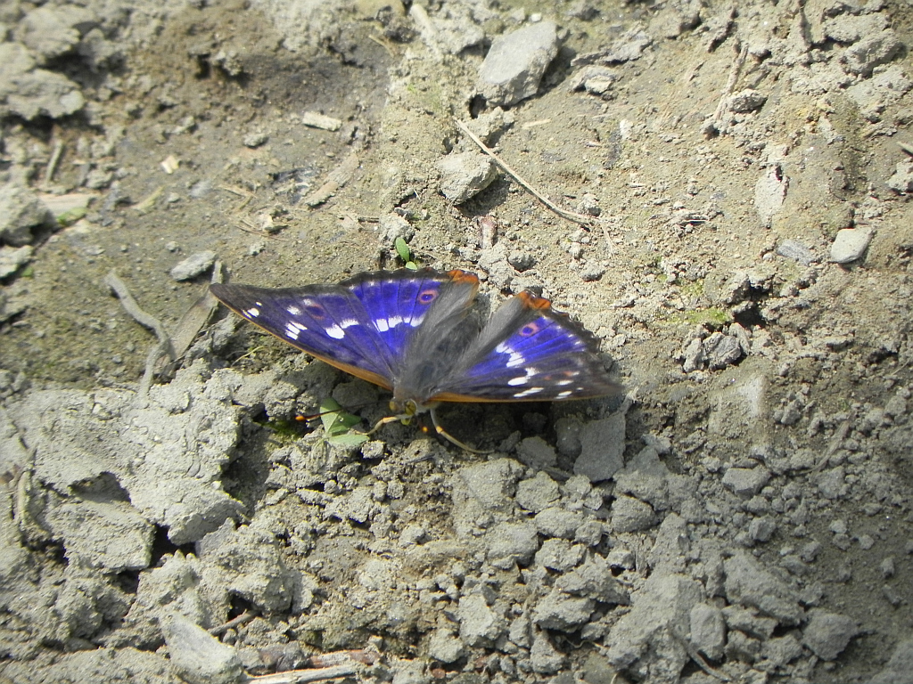 Mieniak strużnik (Apatura ilia)