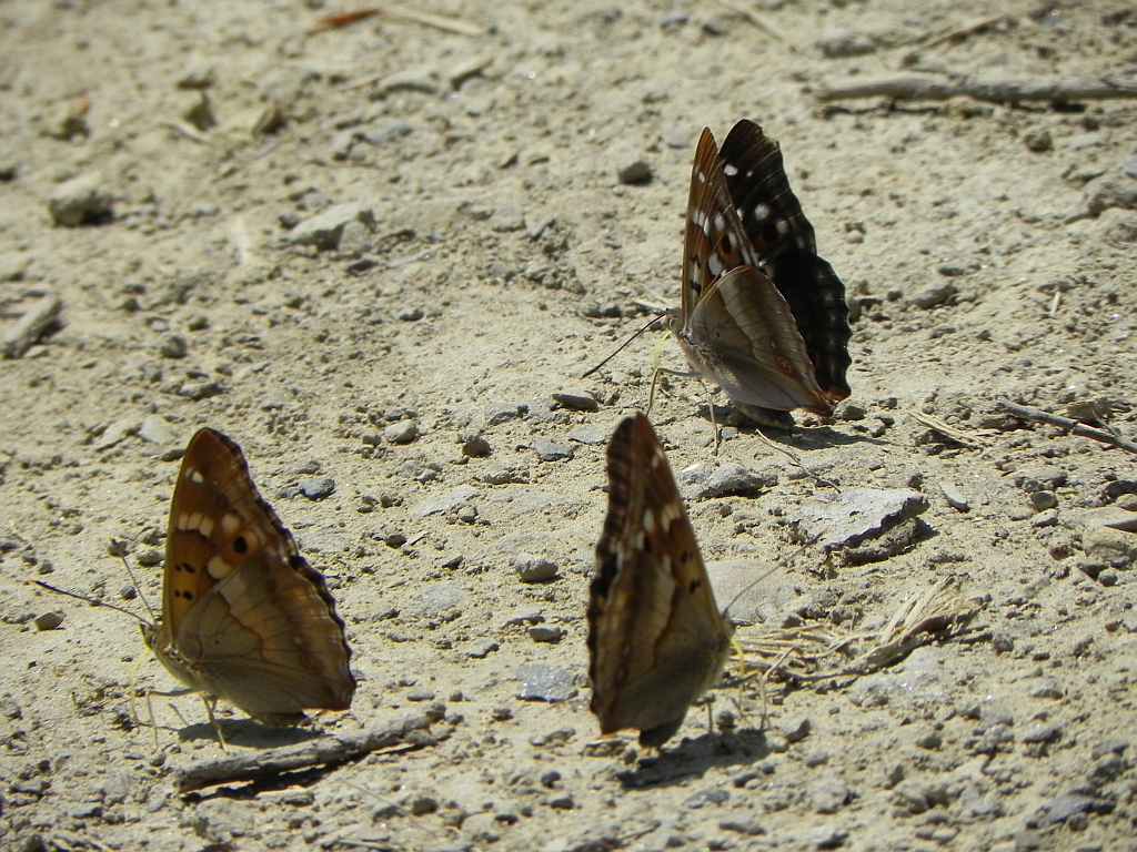 Mieniak strużnik (Apatura ilia)