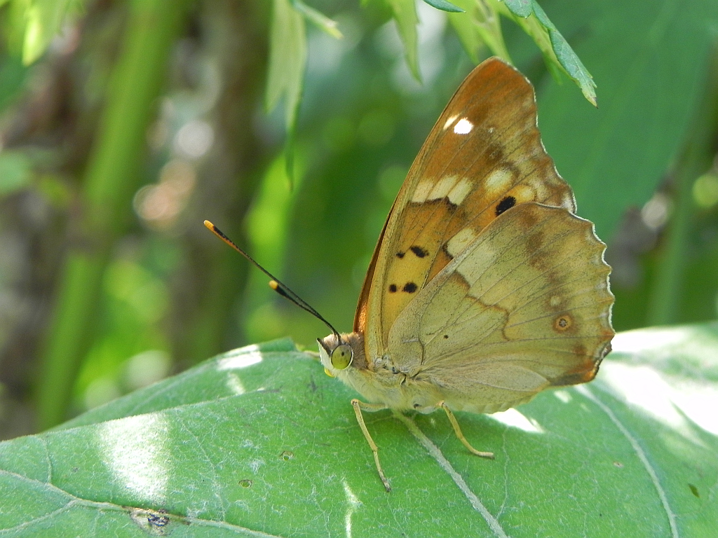 Mieniak strużnik (Apatura ilia)