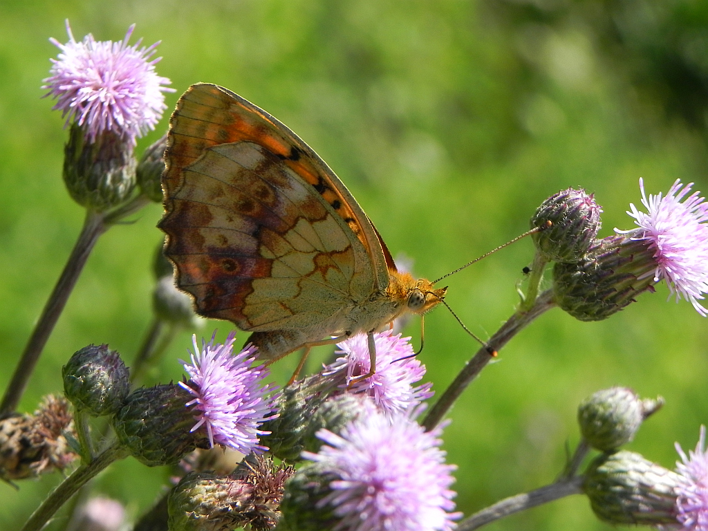 Dostojka ino (Brenthis ino)