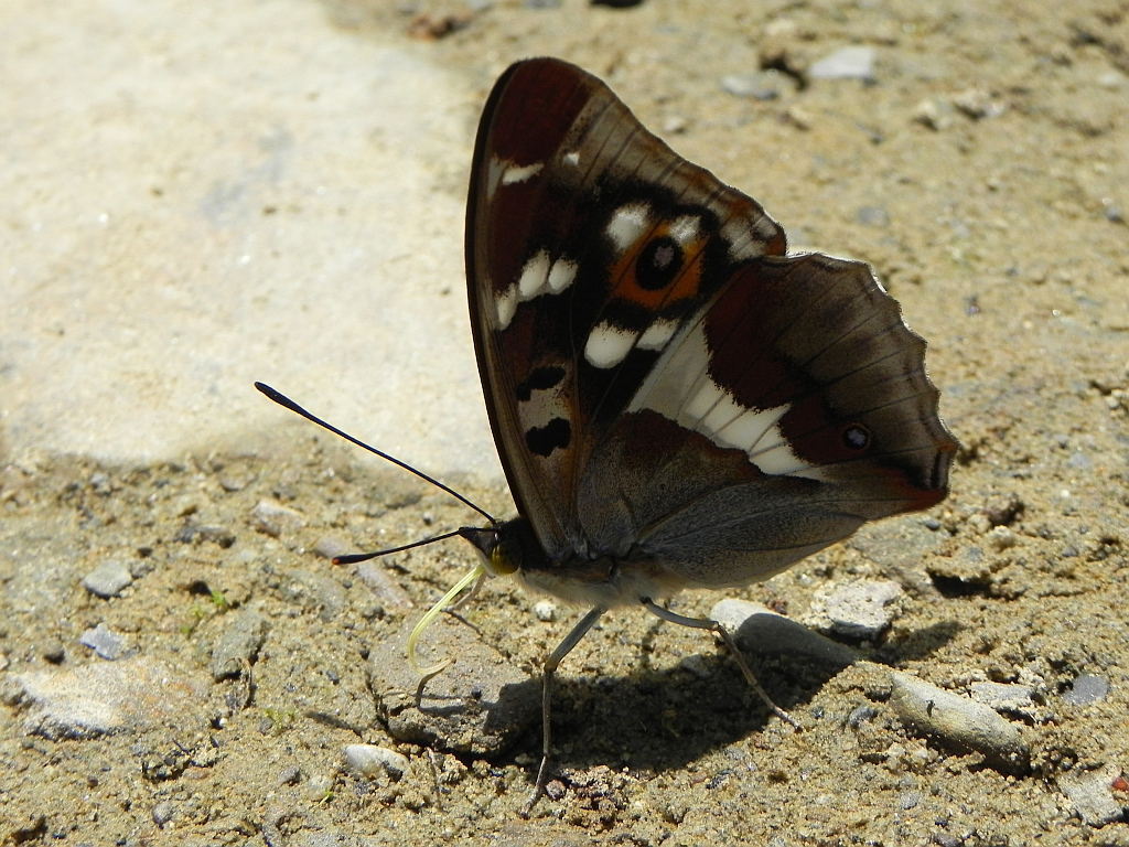 Mieniak tęczowiec (Apatura iris)