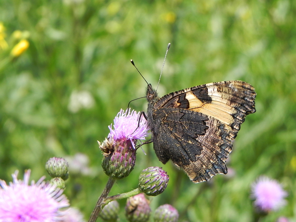 Rusałka pokrzywnik (Aglais urticae)