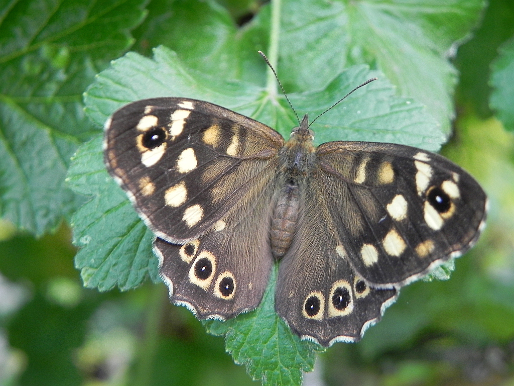 Osadnik egeria (Pararge aegeria)