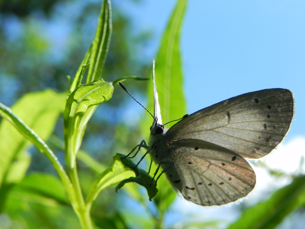 Modraszek wieszczek (Celastrina argiolus)