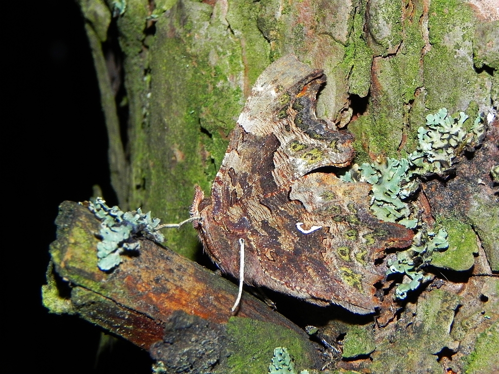 Rusałka ceik (Polygonia c-album)