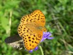 Dostojka laodyce (Argynnis laodice)