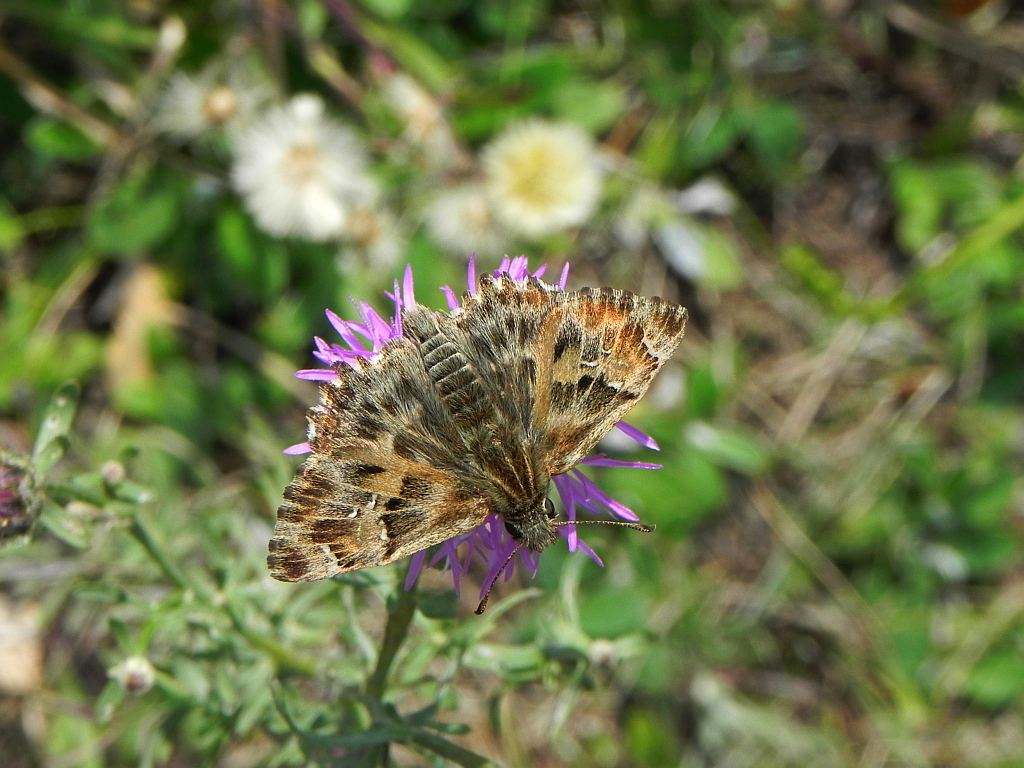 Warcabnik ślazowiec (Carcharodus alceae =Carcharodus malvae)