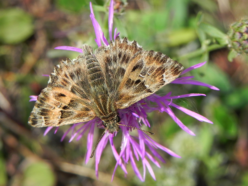 Warcabnik ślazowiec (Carcharodus alceae =Carcharodus malvae)