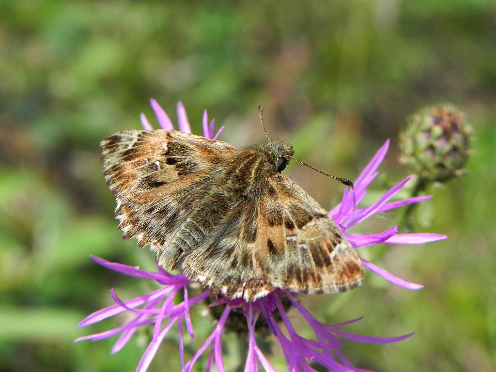 Warcabnik ślazowiec (Carcharodus alceae =Carcharodus malvae)