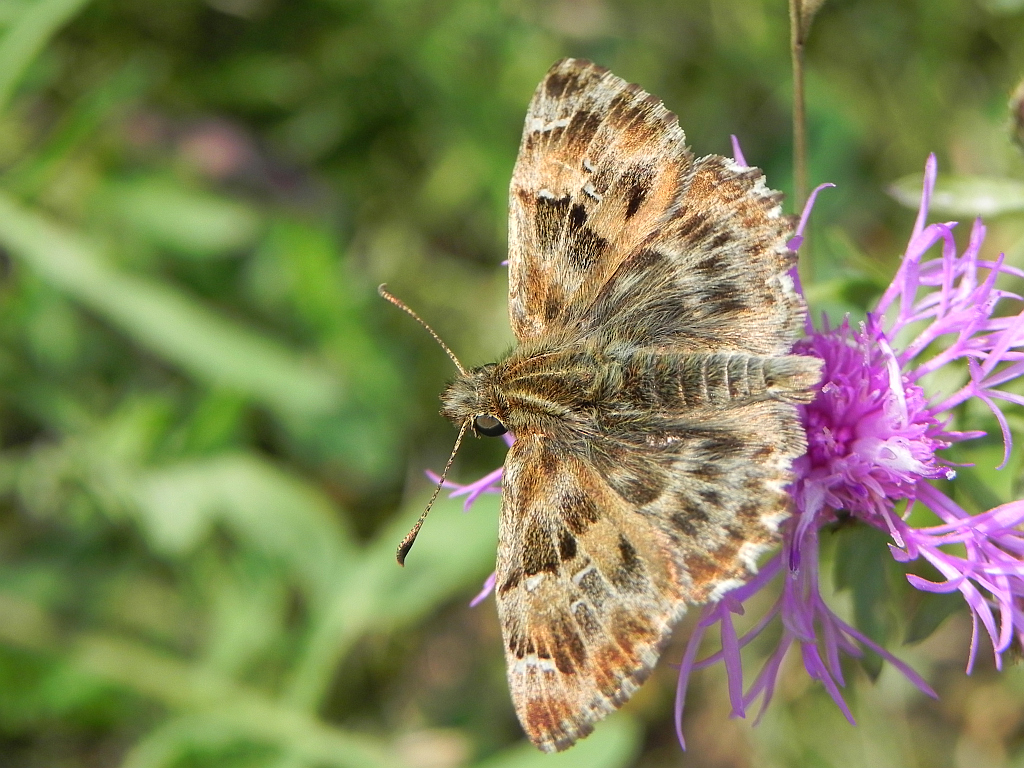 Warcabnik ślazowiec (Carcharodus alceae =Carcharodus malvae)