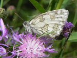 Polowiec szachownica (Melanargia galathea syn. Agapetes galathea)