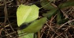 Listkowiec cytrynek,  latolistek cytrynek (Gonepteryx rhamni)