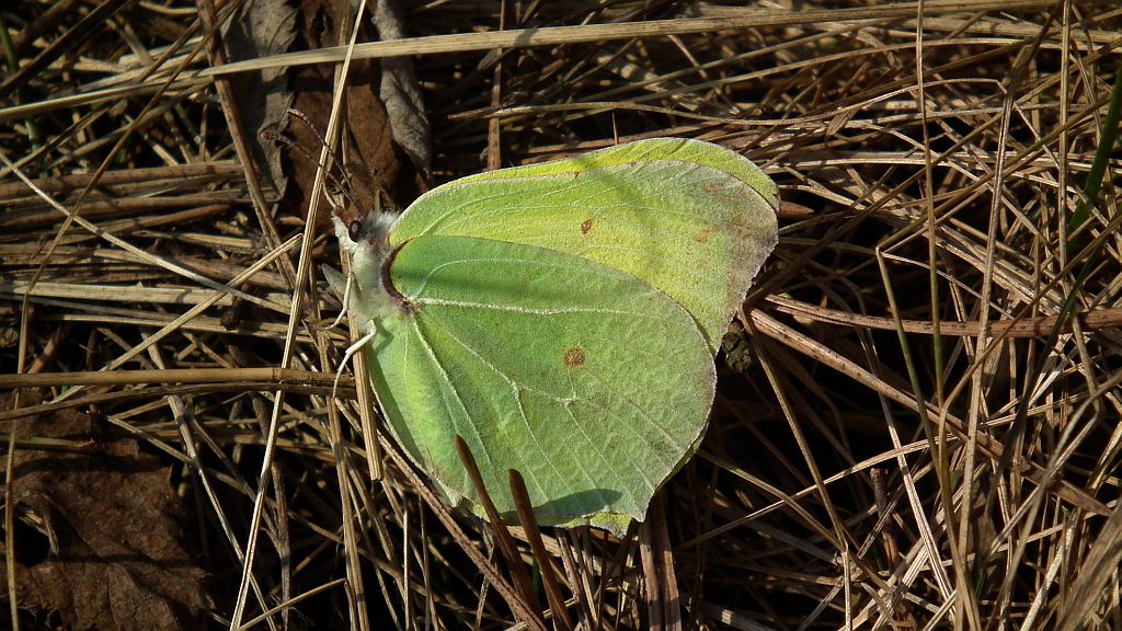 Listkowiec cytrynek,  latolistek cytrynek (Gonepteryx rhamni)