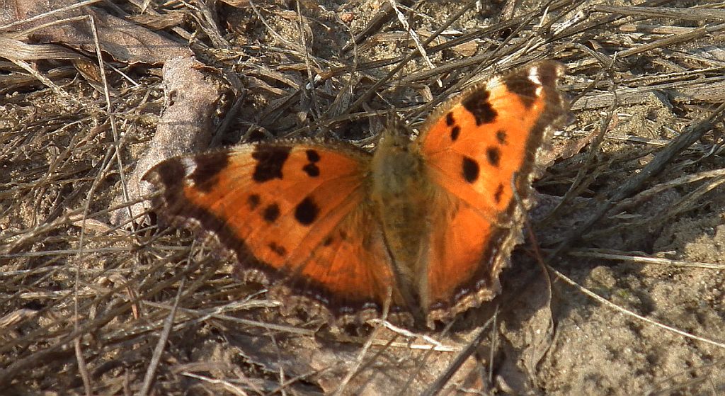 Rusałka drzewoszek (Nymphalis xanthomelas)