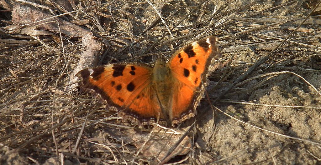 Rusałka drzewoszek (Nymphalis xanthomelas)
