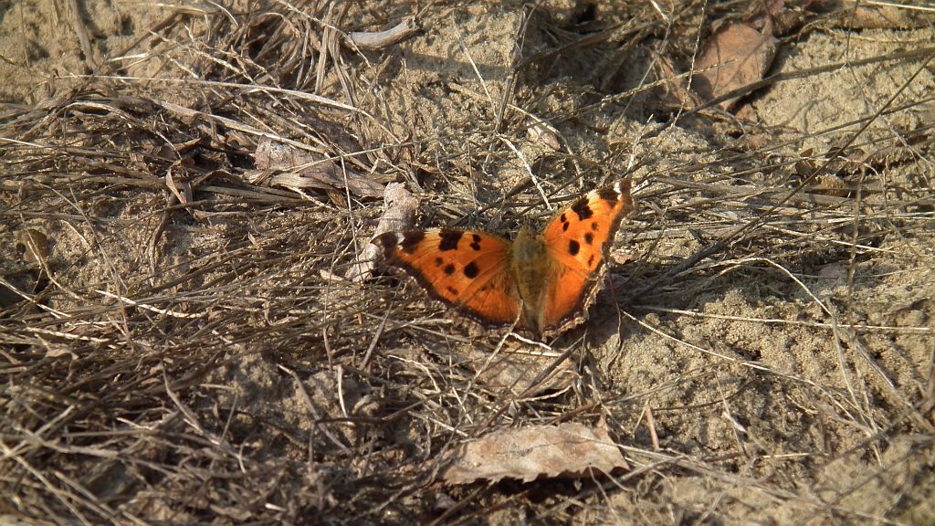 Rusałka drzewoszek (Nymphalis xanthomelas)