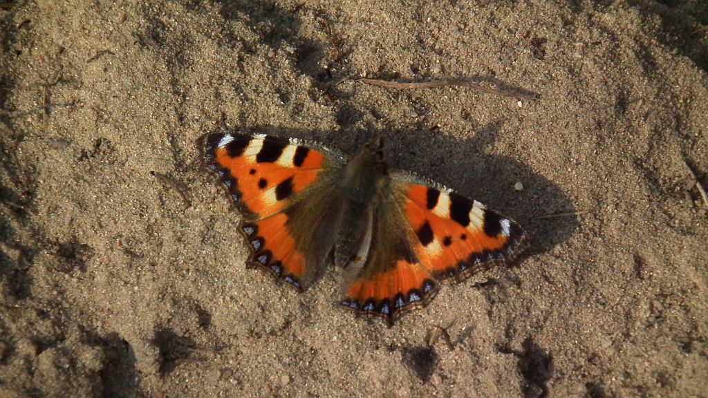 Rusałka pokrzywnik (Algais urticae)