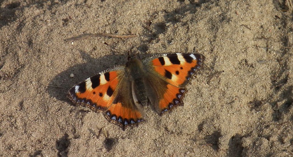 Rusałka pokrzywnik (Algais urticae)