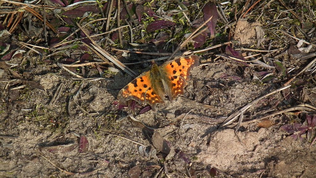Rusałka ceik (Polygonia c-album)
