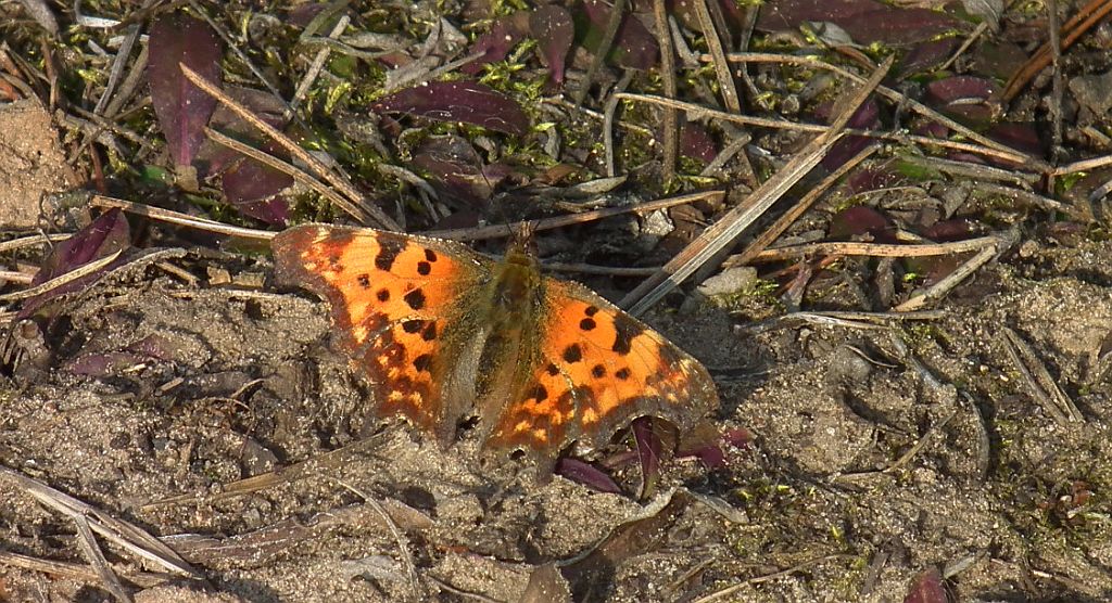 Rusałka ceik (Polygonia c-album)