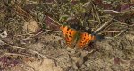 Rusałka ceik (Polygonia c-album)