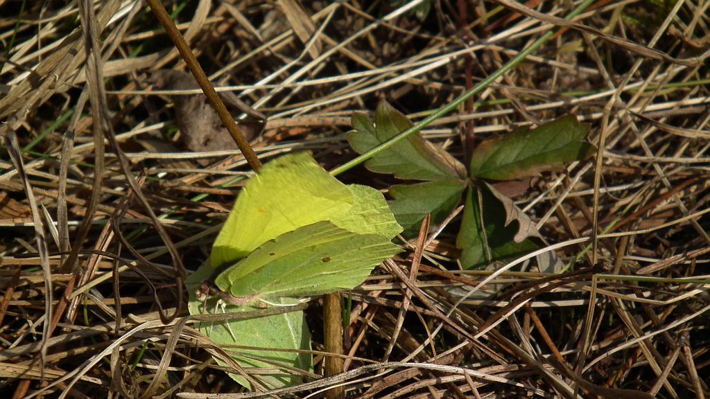Listkowiec cytrynek,  latolistek cytrynek (Gonepteryx rhamni)