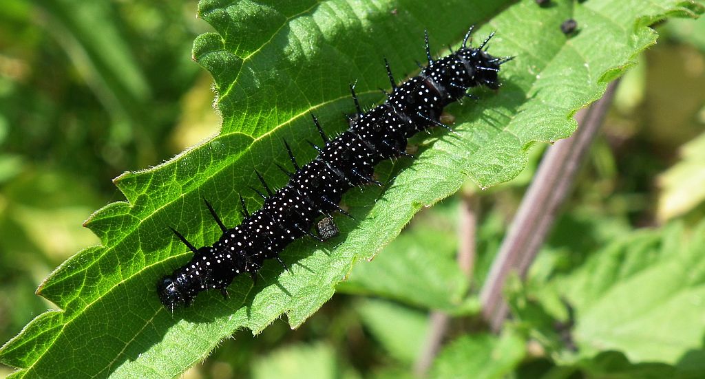 Rusałka pawik (Aglais io)