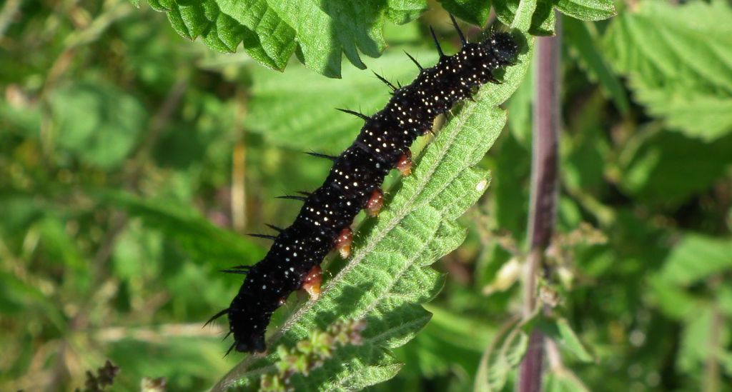 Rusałka pawik (Aglais io)