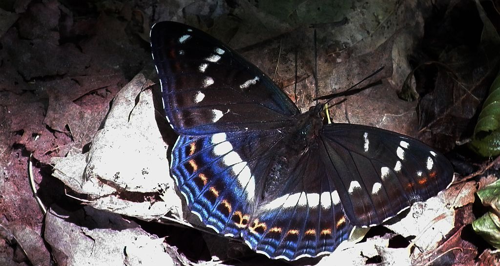Pokłonnik osinowiec (Limenitis populi)
