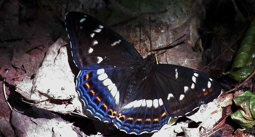 Pokłonnik osinowiec (Limenitis populi)