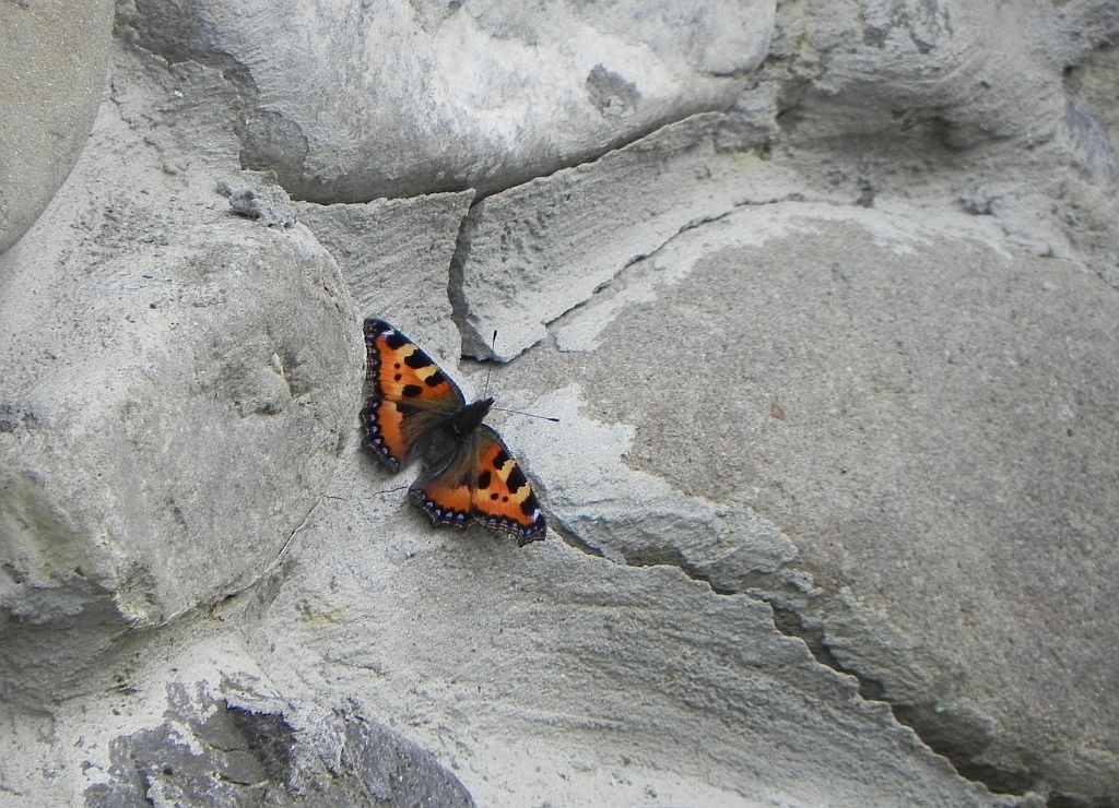 Rusałka pokrzywnik (Aglais urticae)