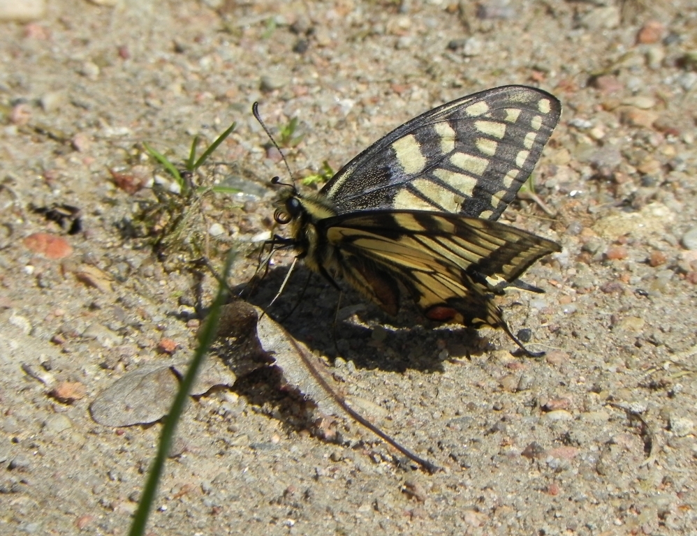 Paź królowej (Papilio machaon)