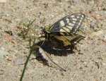 Paź królowej (Papilio machaon)