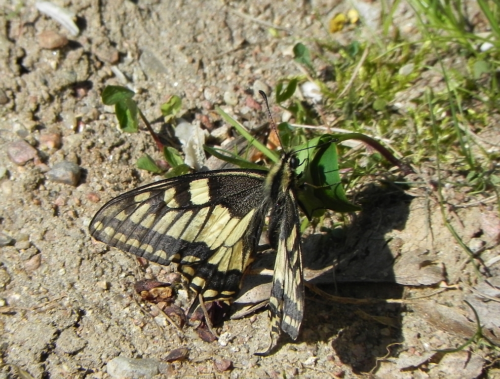 Paź królowej (Papilio machaon)