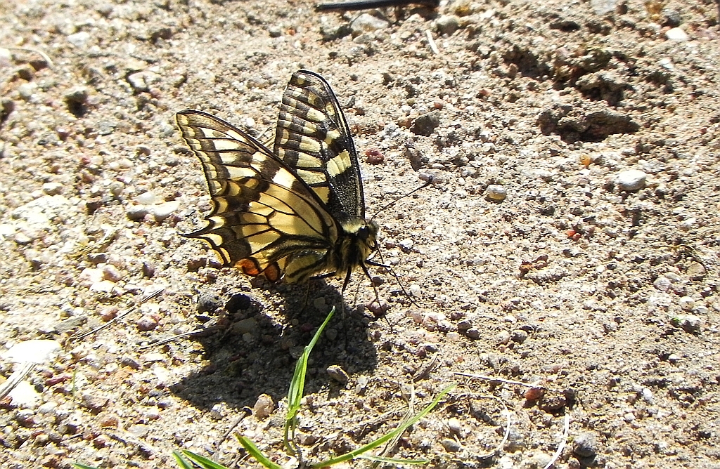 Paź królowej (Papilio machaon)