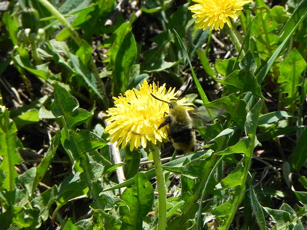 Fruczak trutniowiec (Hemaris tityus)