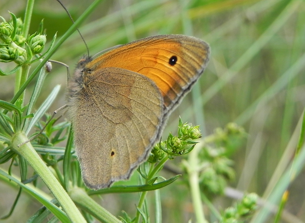 Przestrojnik jurtina (Maniola jurtina)