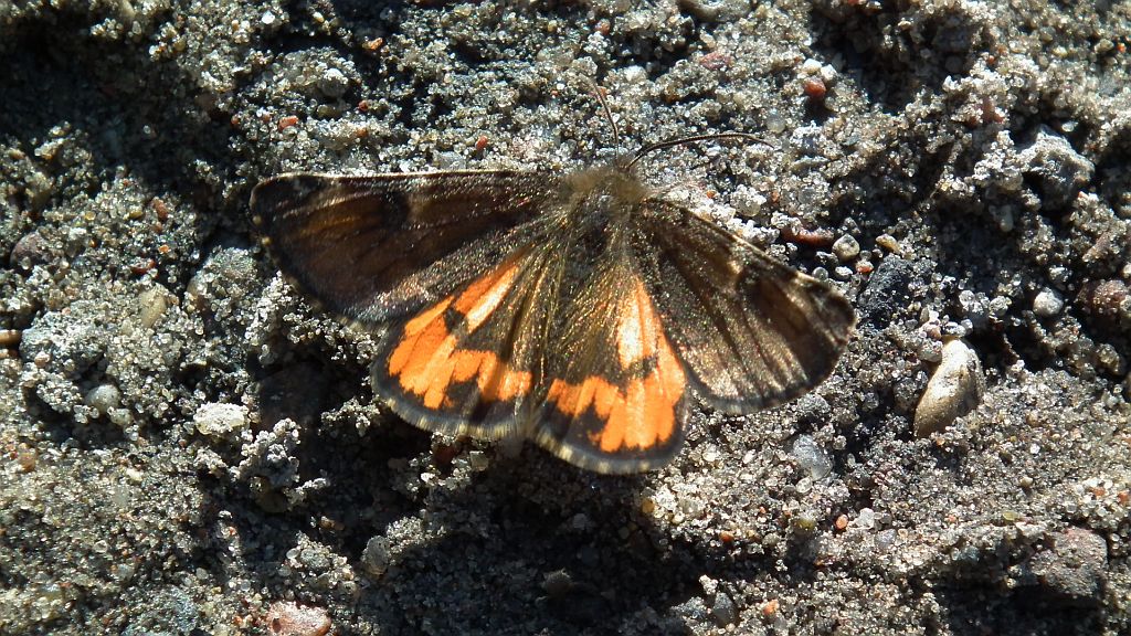 Bęsica kwietniówka (Archiearis parthenias)